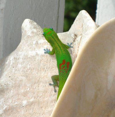 Hawaii - Gregarious Geckos