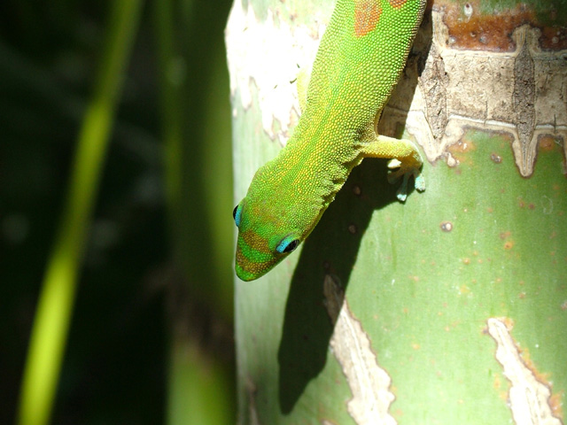 Gecko 3