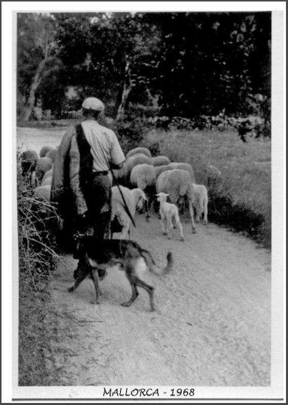 shepherd leaving