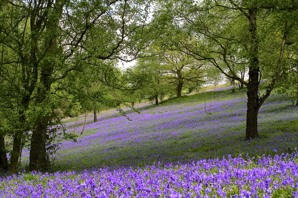 HDR and bluebells