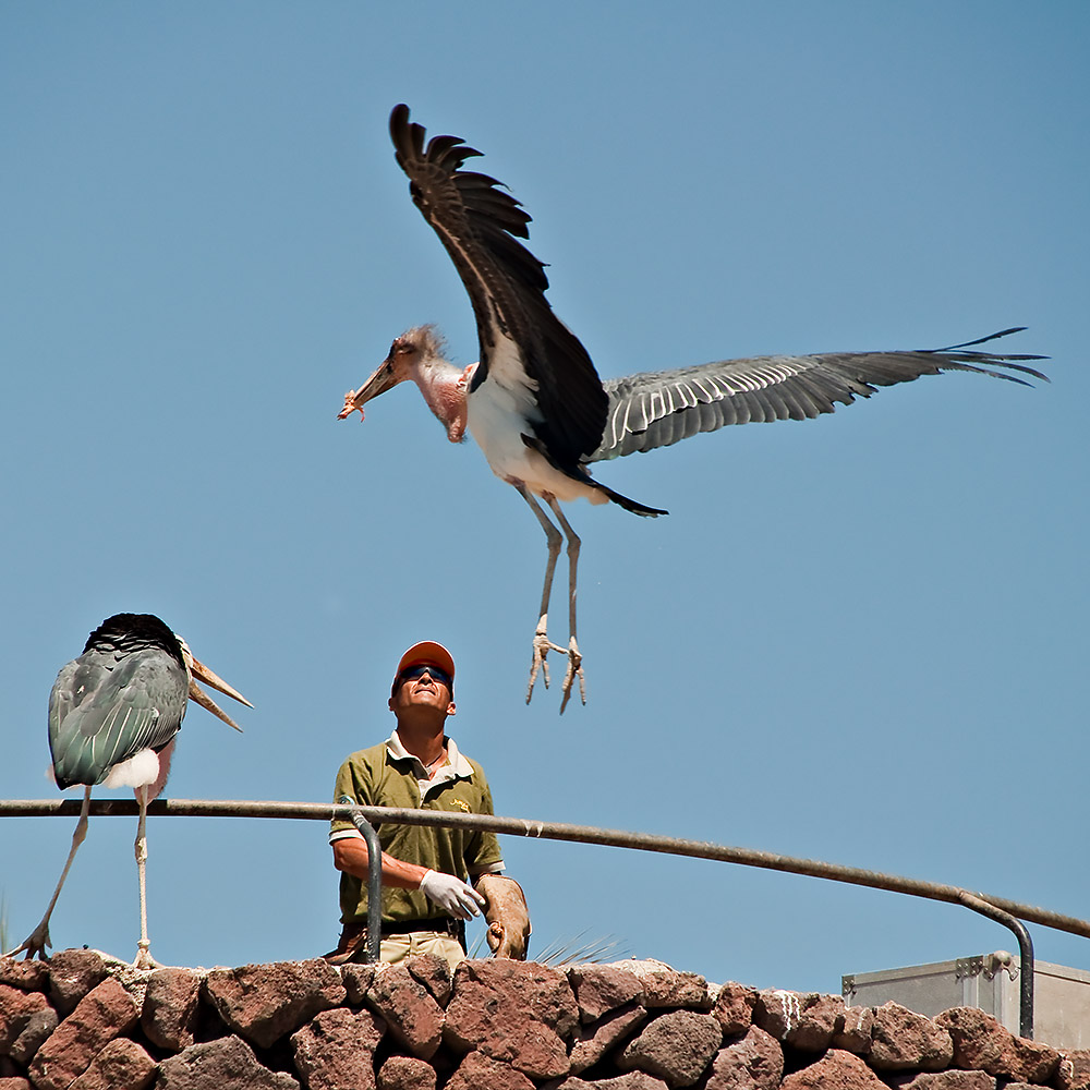 Tenerife: Birds 1
