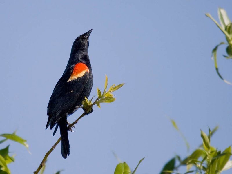 Pacific NW At the pond... Red-winged Blackbird