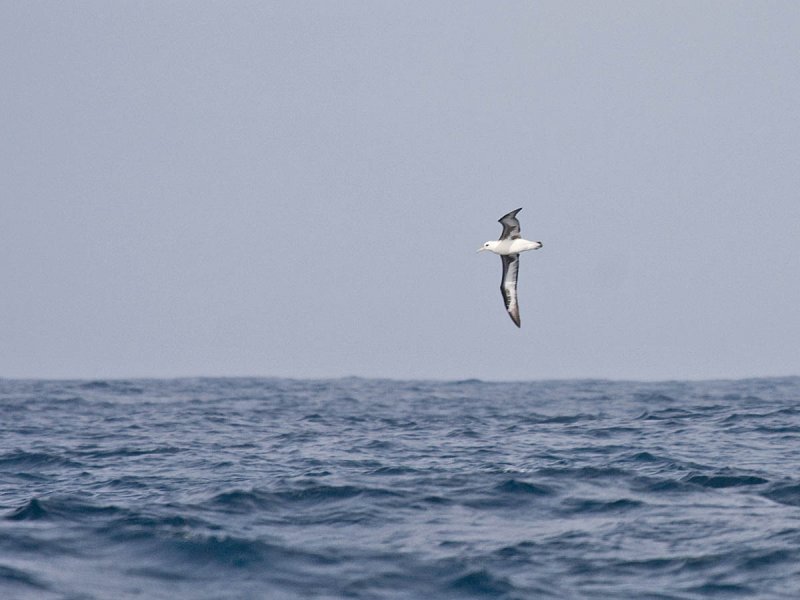 Pelagic birding trips offer exciting seabirds such as this Laysan Albatross