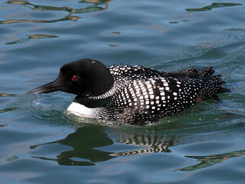 common loon range. The Common Loon is the largest