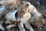Zimbabwean cubs
