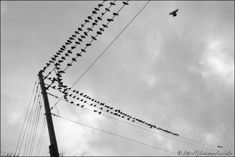 Black and White photograph of a electric pole with wires and birds at Harding Avenue in North Miami beach, Florida, USA, 2009. Street Photography of Miami, San Francisco and Key West by Emir Shabashvili, see http://street-foto.com, http://miamistreetphoto.com, http://miamistreetphotography.com or http://miamistreetphotographer.com