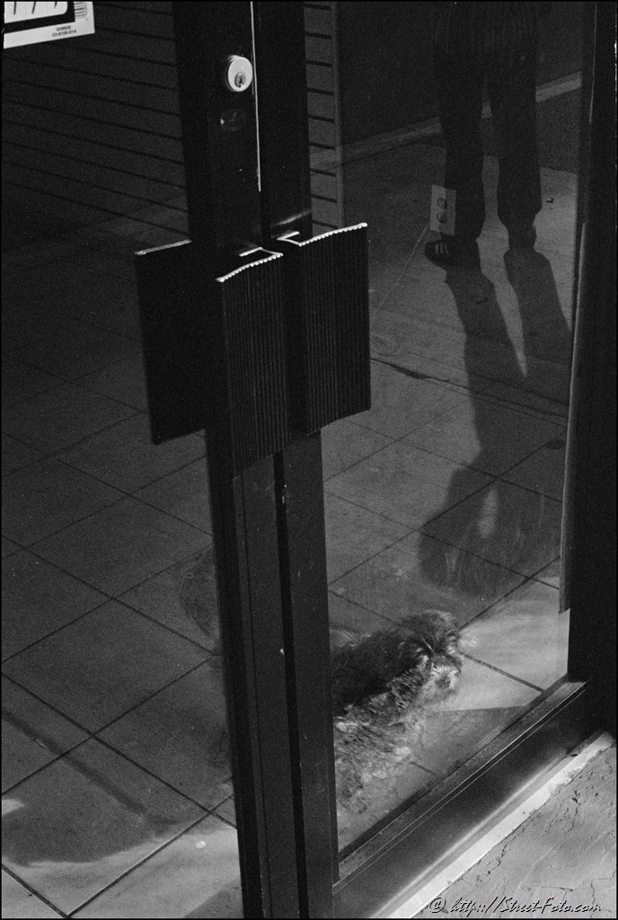 Dog waiting behind the glass in Downtown Miami, Florida, USA, 2011. Street Photography of Miami, San Francisco and Key West by Emir Shabashvili, see http://street-foto.com, http://miamistreetphoto.com, http://miamistreetphotography.com or http://miamistreetphotographer.com