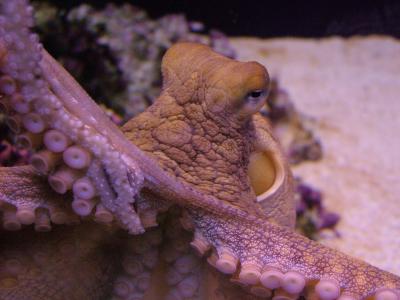 Octopus @ Waikiki Aquarium, Hawaii