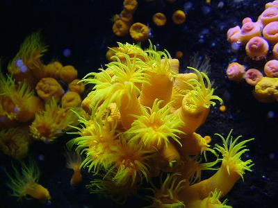 Zoanthid Corals @ Waikiki Aquarium, Hawaii
