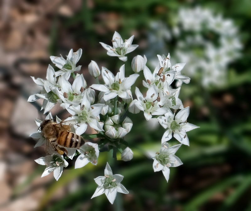 Garlic Chive Blossoms