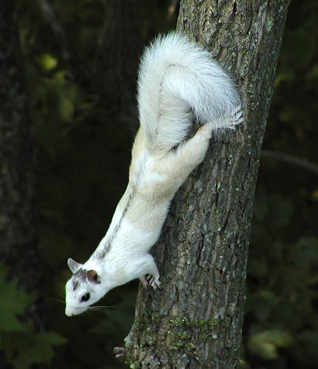 White Squirrel Cross