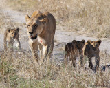 Bringing cubs forward