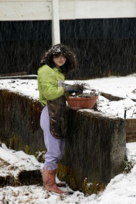 Gardening in the snow