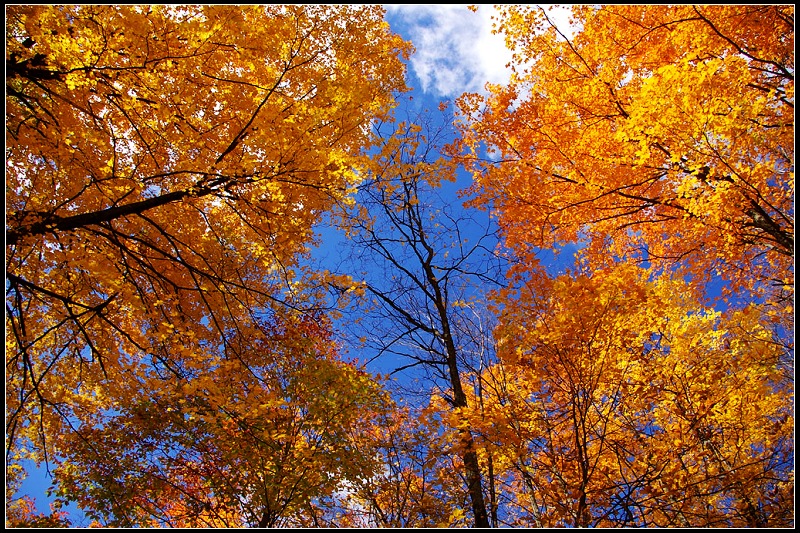 Vermont - 灿烂秋色 - netliuying - netliuying的博客