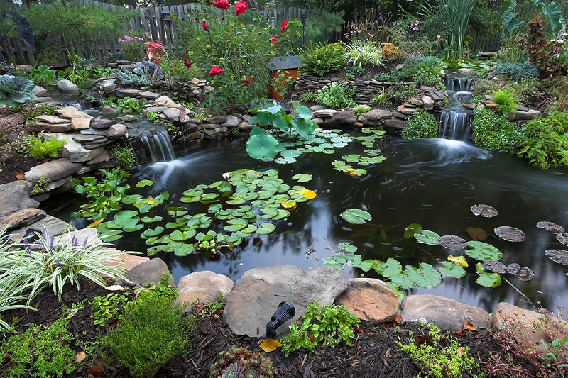 Click here for more pictures of Our Pond