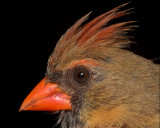 Cardinal Profile