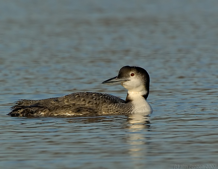 common loon winter. Common Loon in winter plumage: