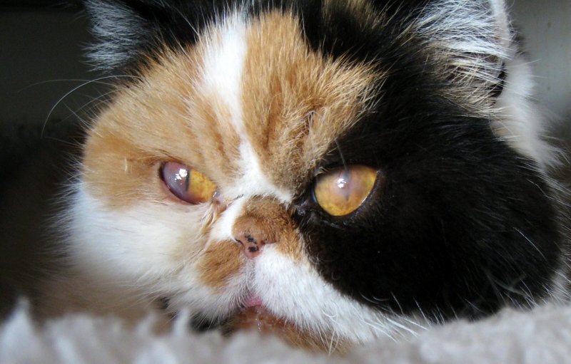 Feline Herpes In Cats And Kittens Herpesvirus Symptoms & Treatment