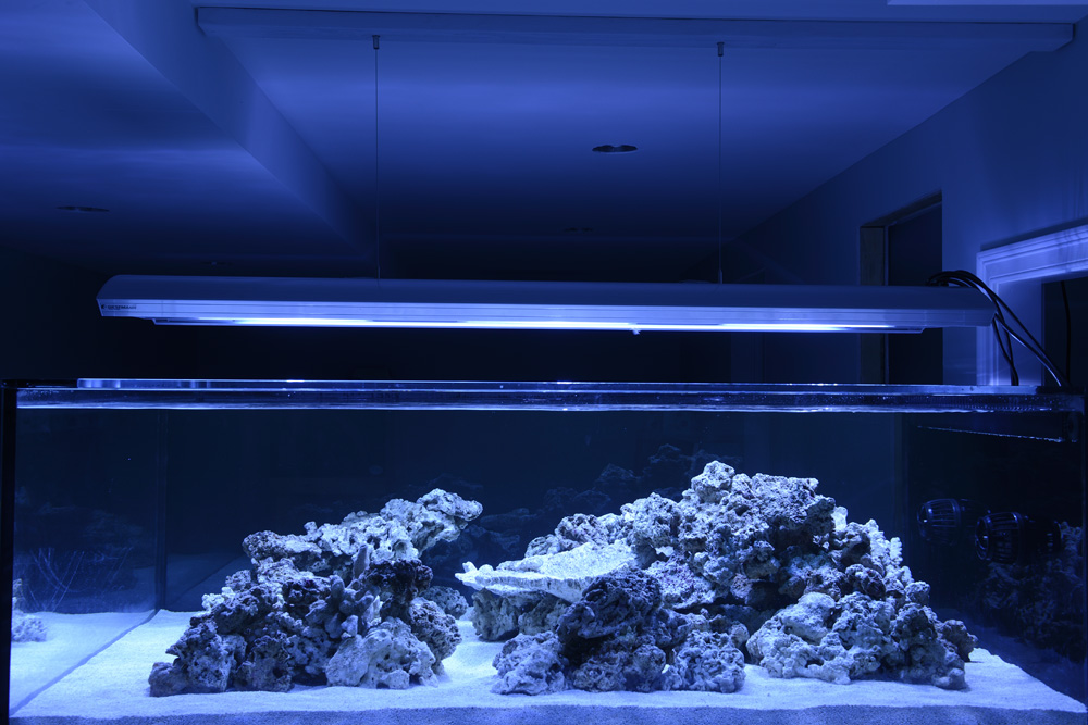 Large Build - Nick's 360 Gallons Reef Tank with Angels | REEF2REEF ...