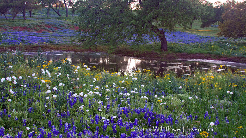 Bluebonnets mixed with other wildflowers